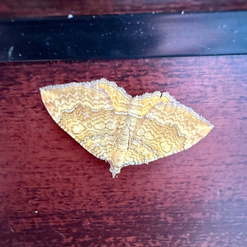 Yellow Shell Camptogramma bilineata