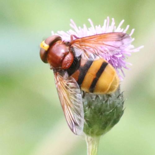 Hornet Hoverfly Volucella zonaria