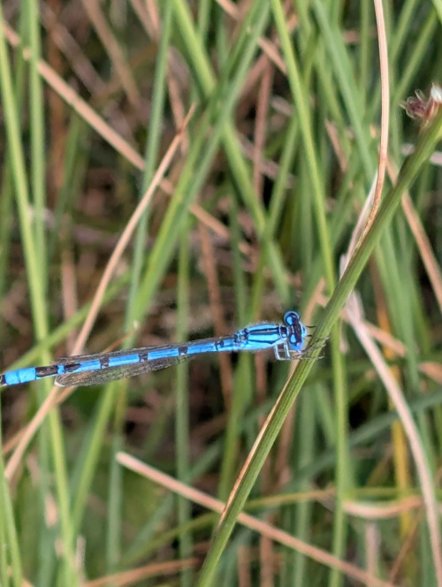 Common Blue Damselfly Enallagma cyathigerum