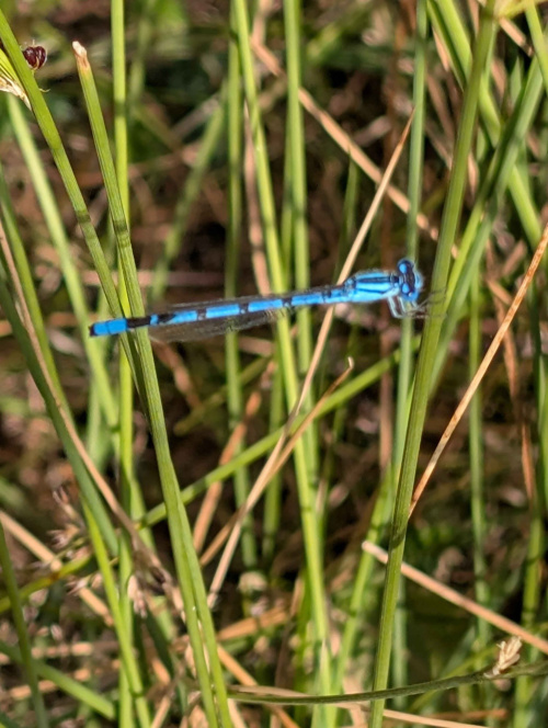 Common Blue Damselfly Enallagma cyathigerum