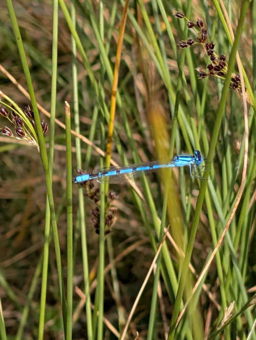 Common Blue Damselfly Enallagma cyathigerum