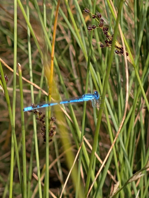 Common Blue Damselfly Enallagma cyathigerum