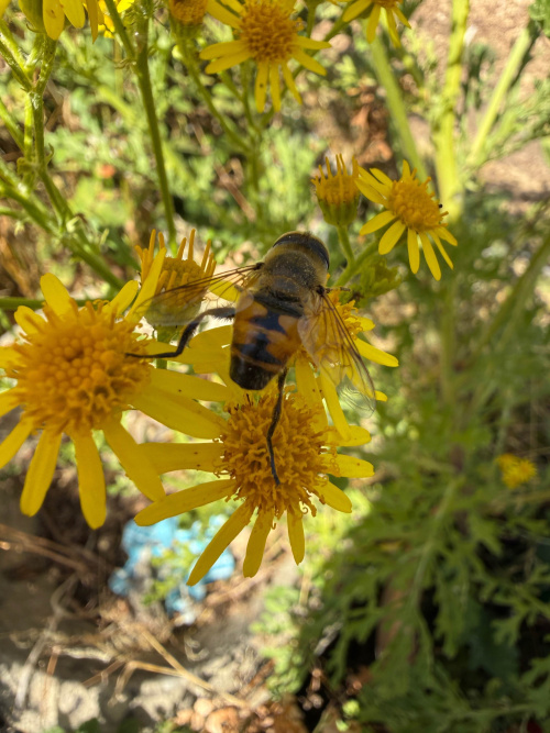  Eristalis tenax