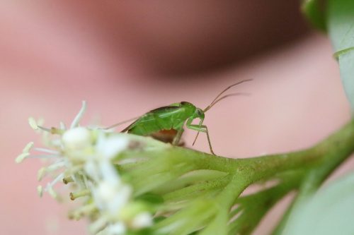  Neolygus viridis