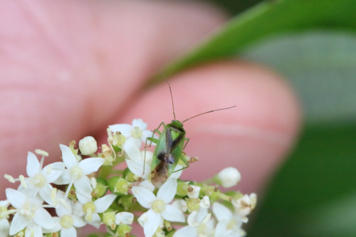  Neolygus viridis