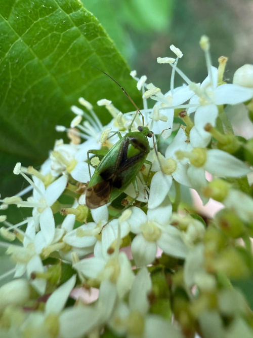  Neolygus viridis