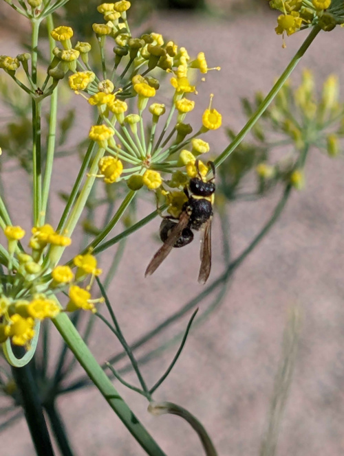  Ancistrocerus