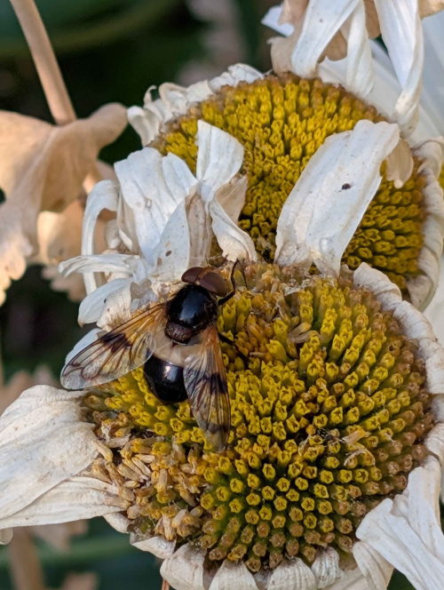  Volucella pellucens