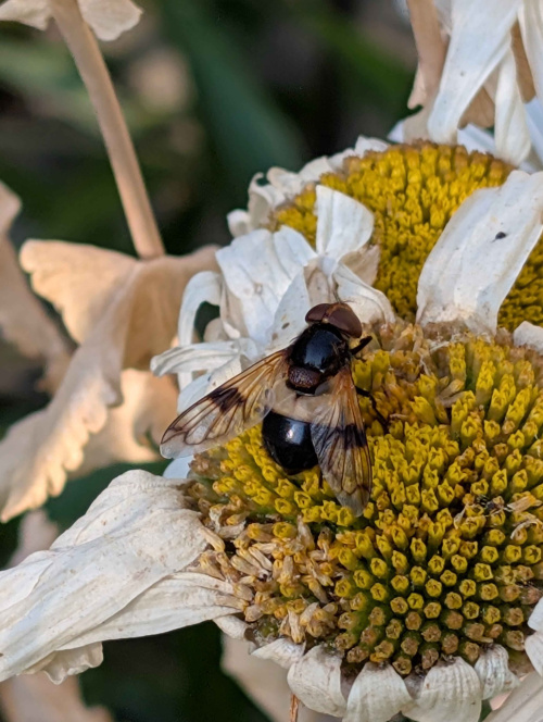  Volucella pellucens
