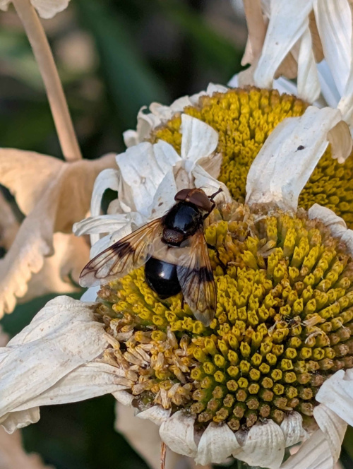  Volucella pellucens