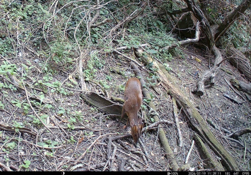 Muntjac Muntiacus reevesi