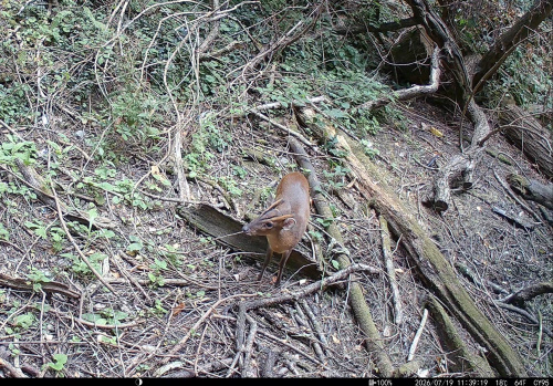 Muntjac Muntiacus reevesi