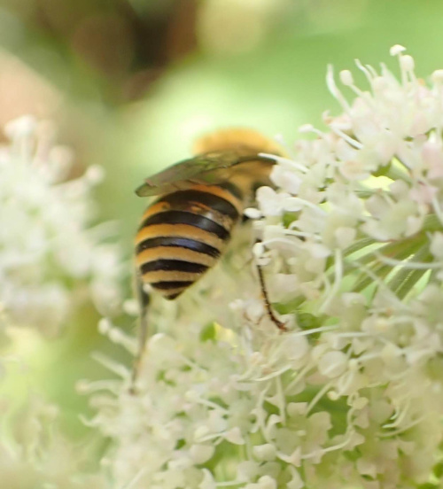 Ivy Bee Colletes hederae