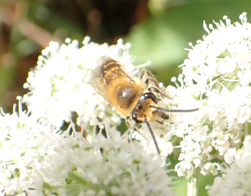 Ivy Bee Colletes hederae