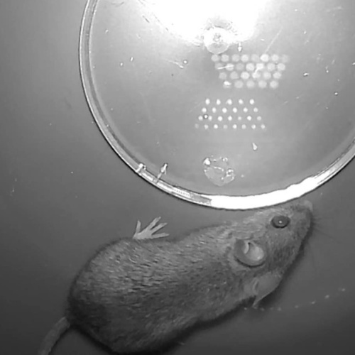 Wood Mouse Apodemus sylvaticus