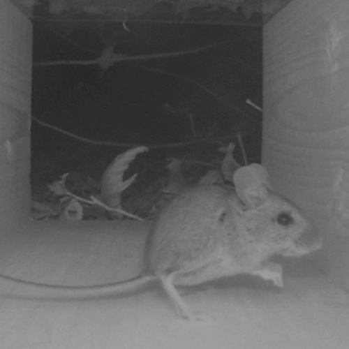 Wood Mouse Apodemus sylvaticus
