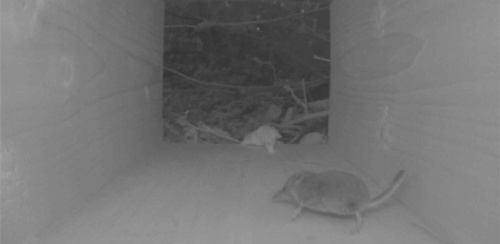 Pygmy Shrew Sorex minutus