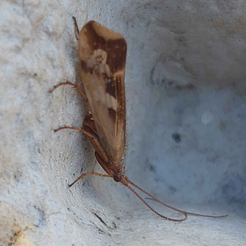 Limnephilus lunatus