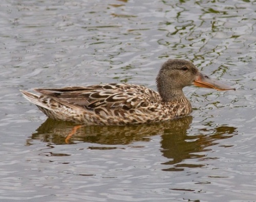 Shoveler | NatureSpot