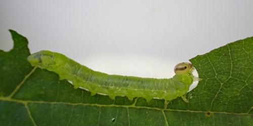 Photo of the association