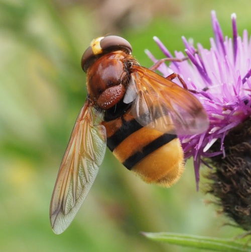 Volucella Zonaria NatureSpot