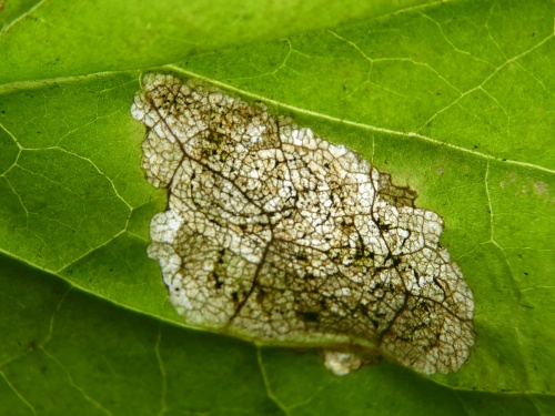 Species image