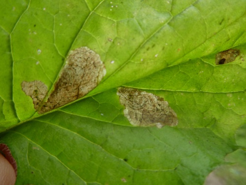 Species image