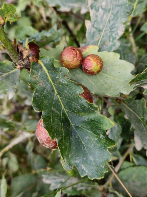 Cherry Gall Causer Cynips quercusfolii f. agamic