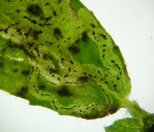 Photo of the association