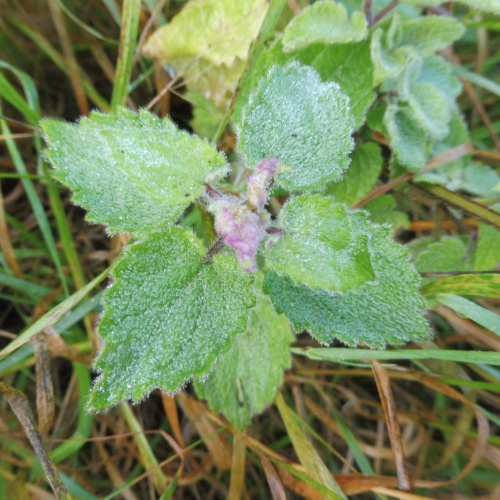 Photo of the association