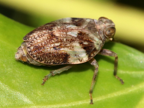 Species image