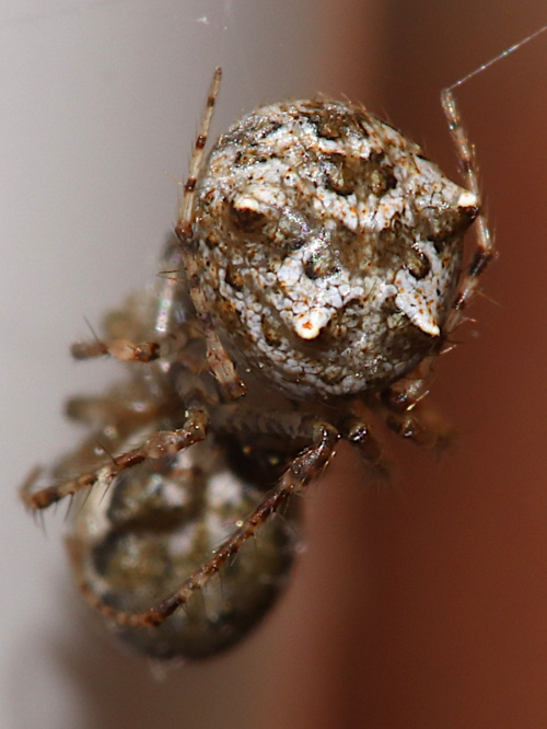 Qizlar chiroyli oyoqlari fotosuratini yoyishdi Yetuk rus yalangoch ayollar onlayn