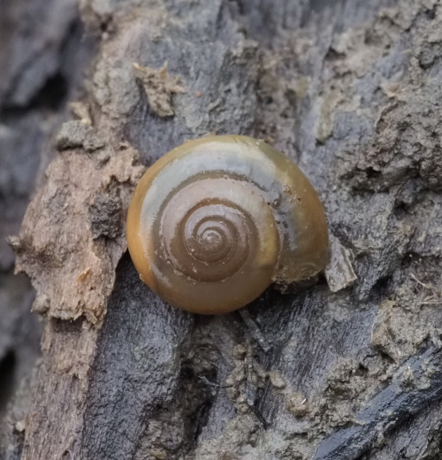 その他 SNAIL W3D Smooth Glass Snail | NatureSpot