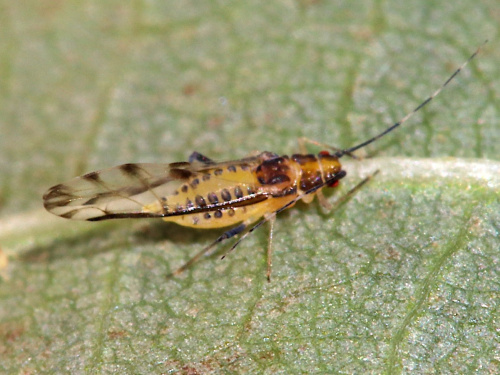 Photo of the association