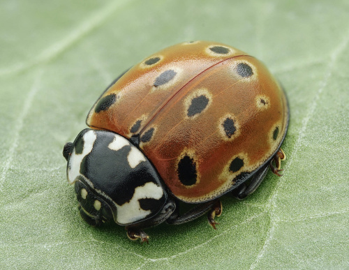 Coccinellidae Ladybirds NatureSpot