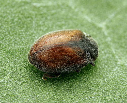 Coccinellidae Ladybirds NatureSpot