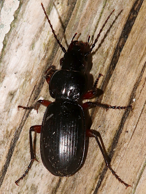 Black Clock Beetle Pterostichus madidus