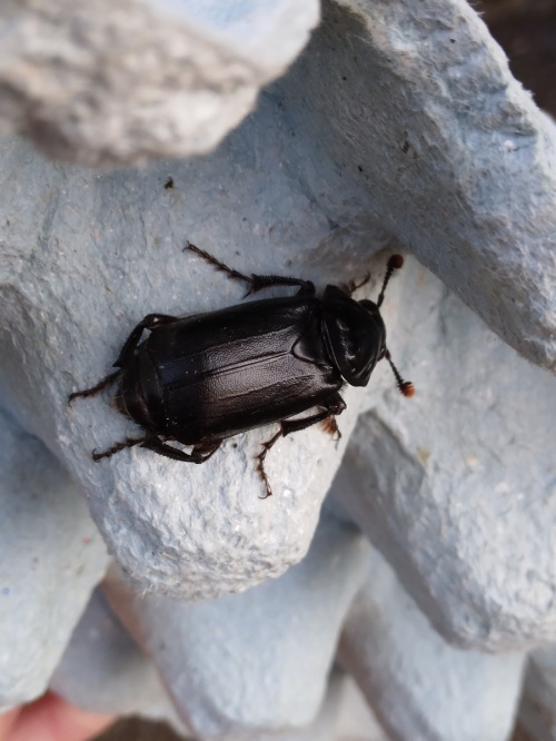 Black Sexton Beetle Nicrophorus humator