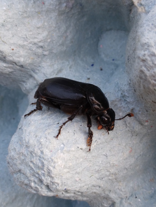 Black Sexton Beetle Nicrophorus humator