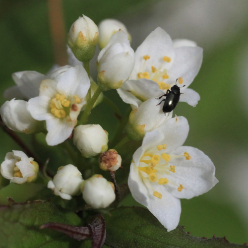 Pollen Beetle Meligethes