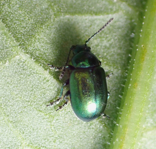 Green Dock Beetle Gastrophysa viridula