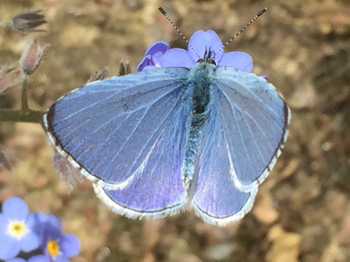 Holly Blue Celastrina argiolus