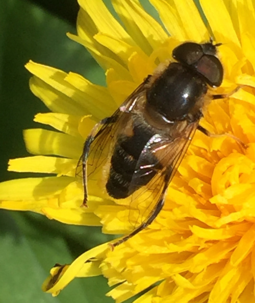Tapered Drone Fly Eristalis pertinax