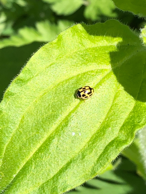 14 Spot ladybird Propylea quattuordecimpunctata