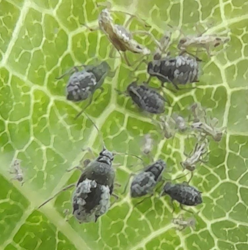 Photo of the association