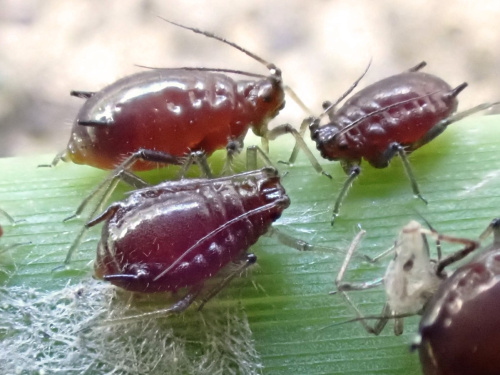 Photo of the association