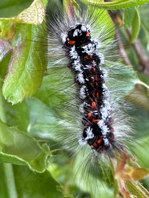 Yellow-tail | NatureSpot