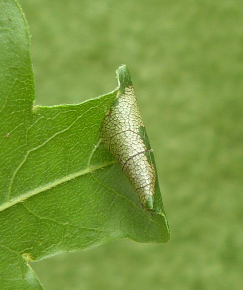 Photo of the association