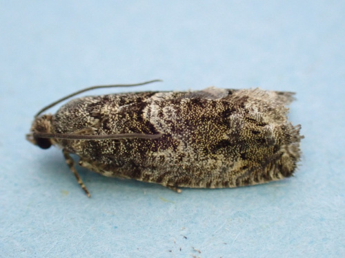 Species image