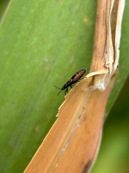 Titans pornosini oynang